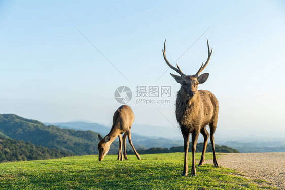 鹿巴克山山上图片