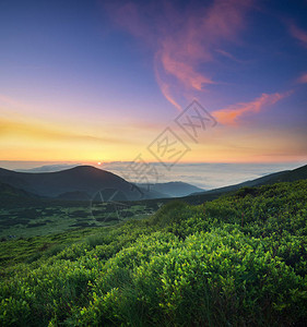 日出时山田上的青草夏天美丽的自然风图片