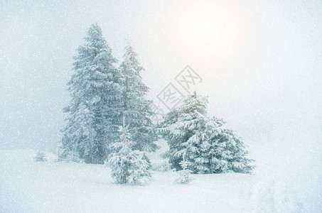 下雪时树林的神秘冬季风景新年旅行孤独图片