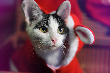 灰猫和白猫在新年的圣诞老人化妆服装中穿着古代手提箱里的耳朵图片