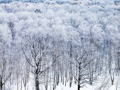 在冬天的早晨被雪覆盖的橡树图片