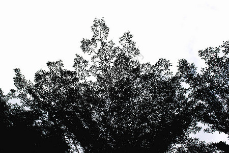 白色背景中的黑叶树为纹理背景分离室外植物剪影分支抽图片