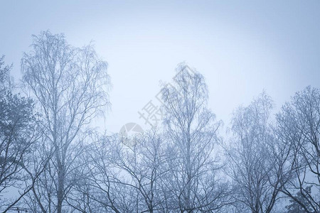 在恶劣天气冬日关闭的树顶冬天的图片