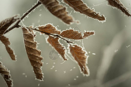 美丽的冷冻树枝有枯叶和冰晶冬天的枯图片