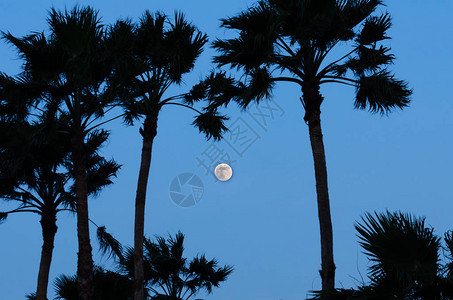 满月与棕榈树的圆月光照亮在图片