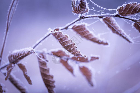 美丽的冷冻树枝有枯叶和冰晶冬天的枯图片