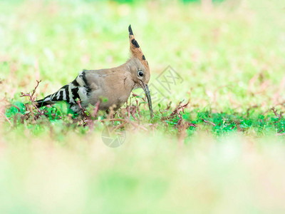 EeurasianhoopoeUpupaepops食用图片