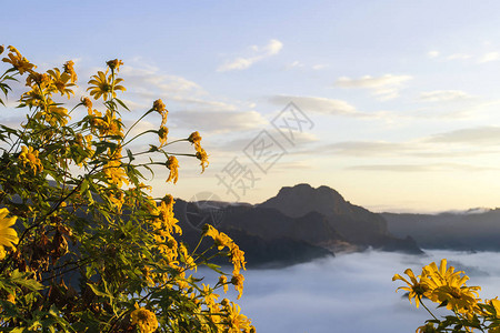 晨雾缭绕山花缭绕图片