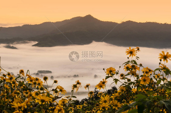 晨雾缭绕山花缭绕图片