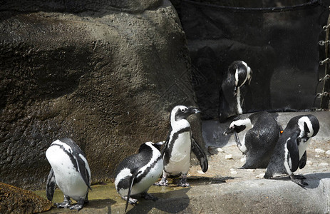 非洲企鹅也称为黑脚图片