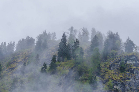 山上浓雾和树木图片