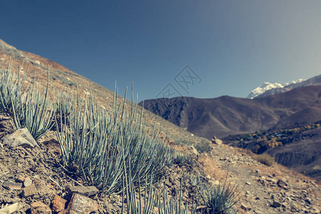 在干旱荒漠地带生长的沙漠植物Annapurna环路在尼图片