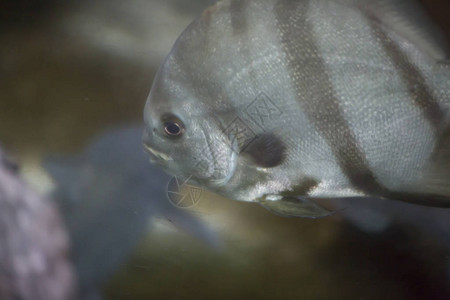 大西洋鱼Cheetodipterusfa图片
