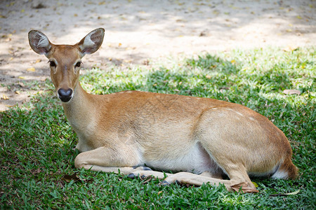 一只可爱的雌鹿坐在地上在泰国的赵秋图片