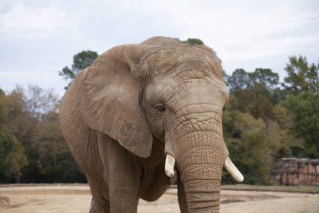 非洲大草原象LoxodontaafricanaAfr图片