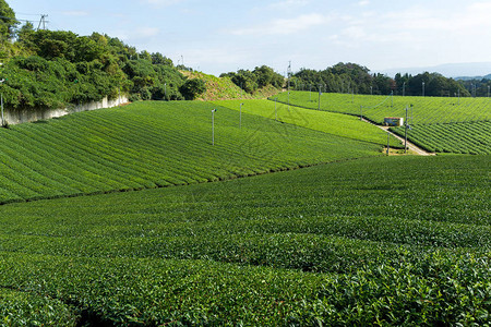 日本的绿茶种植园图片