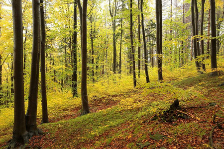 秋天的山毛榉林波兰图片