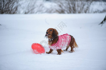 在雪中玩耍时穿着编织衣服的狗Dac图片
