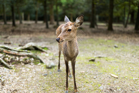 奈良公园的野鹿图片