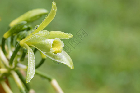 盛开的香草料植物花朵紧闭图片