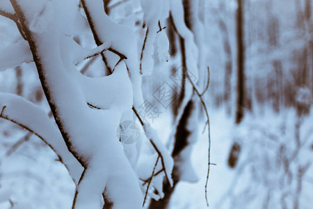 有树木的冬季森林覆盖了雪自然图片