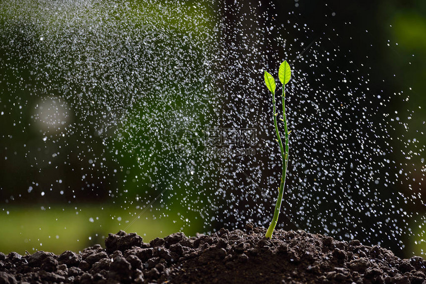 在雨中地上的绿色育苗图片