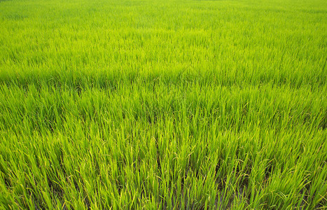 稻田背景中的水稻植物图片
