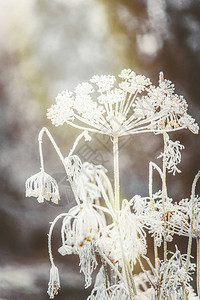 冬天与雪和霜的背景图片