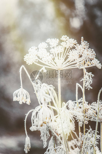 冬天与雪和霜的背景图片