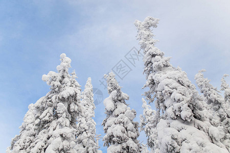 冬季森林的雪覆盖了冰雪乌图片