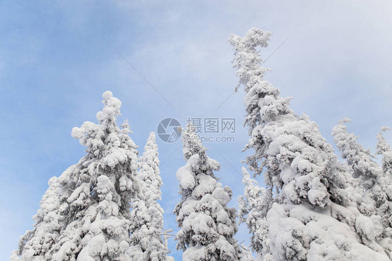 冬季森林的雪覆盖了冰雪乌图片