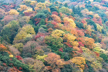 日本京都亚林山地区多彩的秋天图片