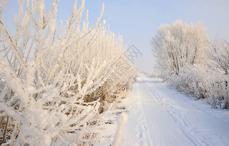 充满雪霜冻树图片