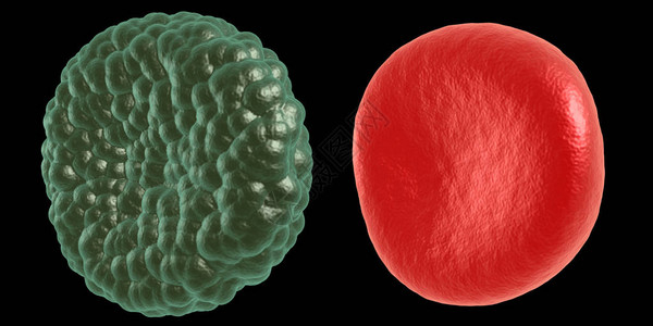 绿色疾病和红血细胞图片
