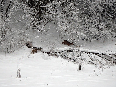 冬天的鹿冬天的狍图片