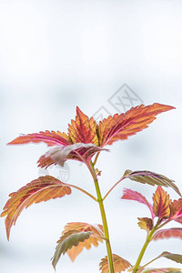 普列克兰修斯库特拉里奥迪斯科勒斯的植物在家中生长背景图片