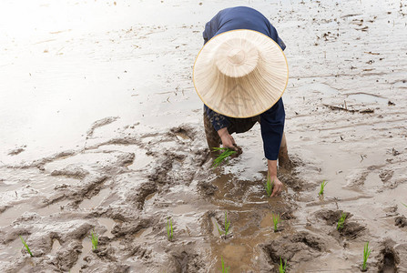 泰国农民在稻田中移植水稻苗泰图片