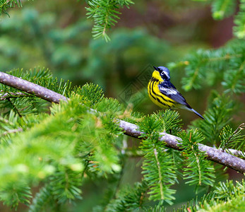 Warbler是北方森林中一个英俊和熟悉的守林人图片
