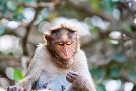 帽子猕猴是印度南部特有的猕猴它的分布受印度洋三个方面的限制这些灵长类动物生活在具有等级规则的亲背景图片