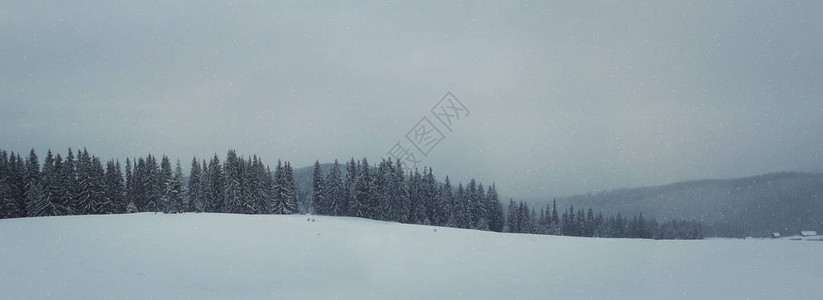 雪覆盖了森林的树枝神奇的全景场我从小图片