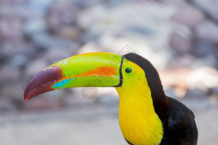 是鸟类家族中色彩缤纷的拉丁美洲成员图片