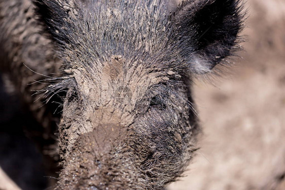 塞多纳著名的猪一样的沙漠居民Javelina也被称为有领野猪图片