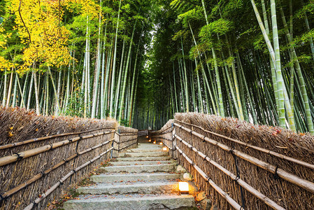 日本京都AdashinoNenbutusuji寺林和图片