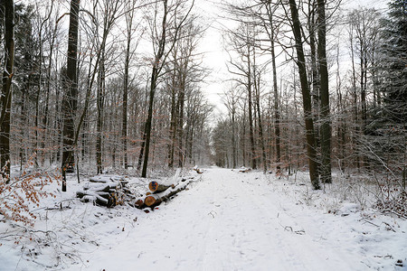 冬季森林森林中的冬天冬天的白图片