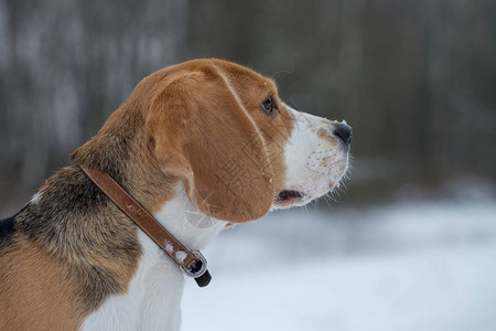 Beagle狗跑来去图片