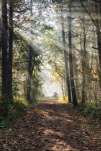 清晨在森林中平静秋天早上独自骑图片