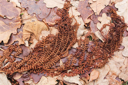 深秋时枯萎和干燥的植物图片