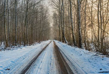 冬季森林的风景与道路冬天森林的美丽早图片