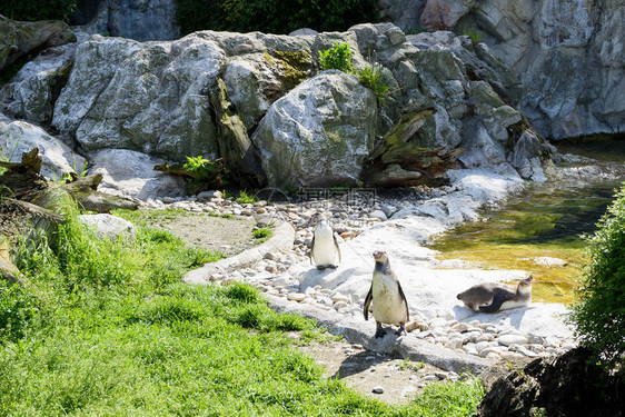 快乐的企鹅鸟在湖边享受日光浴图片