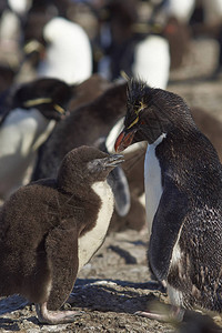 企鹅EudyptesChrysocome在福克兰群岛布莱克岛悬崖图片
